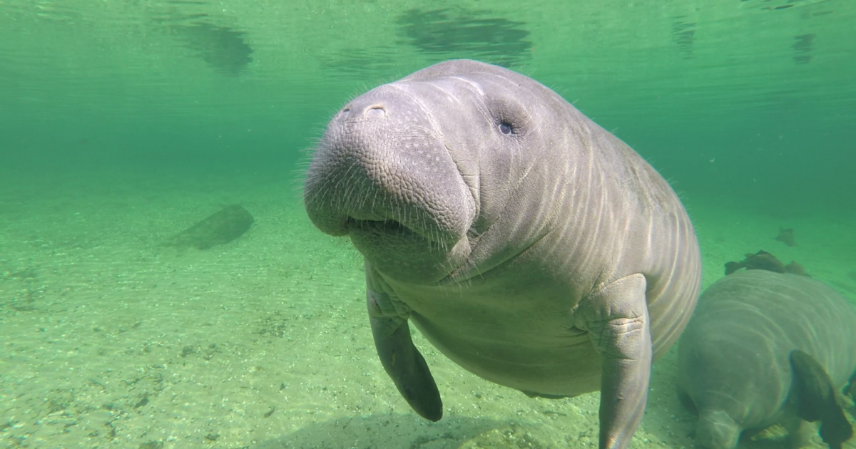 Oh Man-atee! Where Did the Seagrass Go? | National Park Foundation