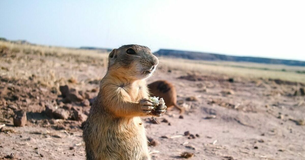 can you buy prairie dogs